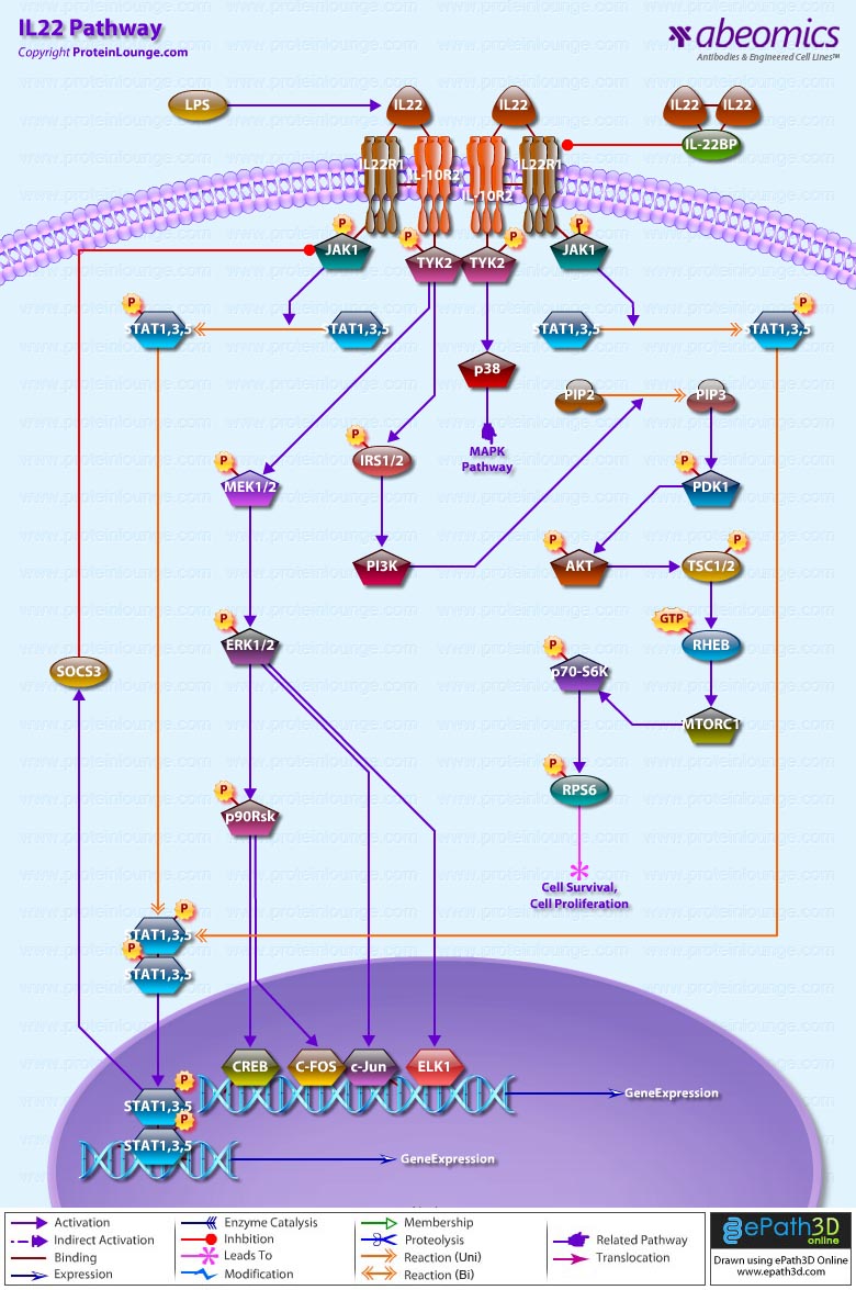 IL22 Pathway
